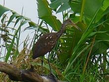 Limpkin